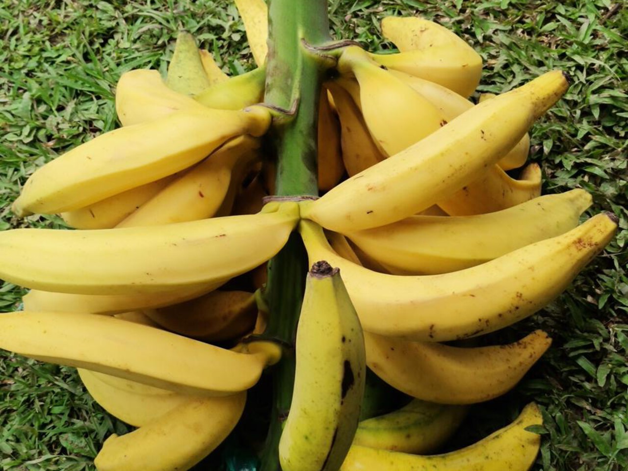 result_platano maduro.78jpg